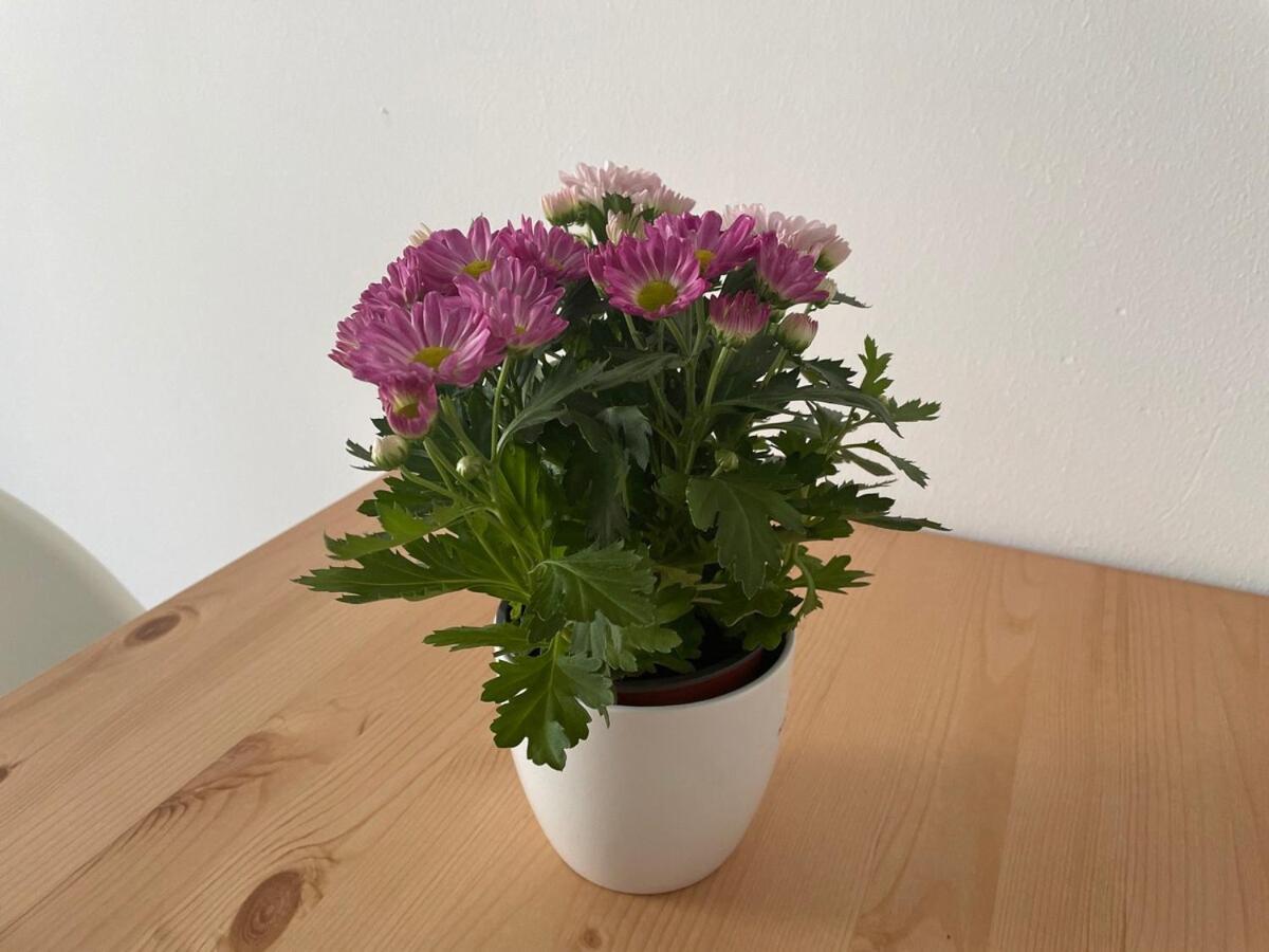 Apartment Cosy Near Center & Station Wien